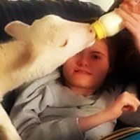 Scarlett Feeds Willow the Lamb